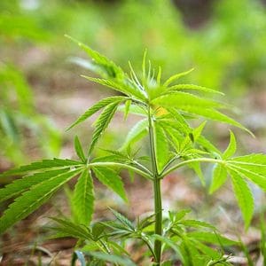 cannabis-olie-plant