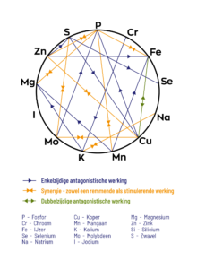 Het diagram toont abstracte geometrische vormen met lijnen en pijlen in geel, blauw en groen die punten verbinden, gemarkeerd met chemische symbolen, vergezeld van een Nederlandse legenda die kleurgecodeerde interacties uitlegt. Product: Vitakruid - Zinkmethionine & Koper (90 veganistische capsules).
