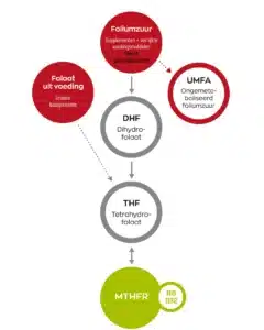 Diagram van het folaatmetabolisme toont de omzetting van folaat naar dihydrofolaat, vervolgens naar tetrahydrofolaat en uiteindelijk naar MTHFR, met foliumzuur, niet-gemetaboliseerd foliumzuur en vitamine B6 en B12. Gerelateerd product: Vitakruid - Multi Dag & Nacht® Vrouw (2 x 30 tabletten).