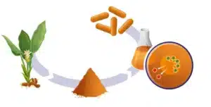 Illustratie van de transformatie van een plant in poeder, vervolgens in Vitakruid - Curcuma C3-2X (60 veganistische capsules), vervolgens in vloeistof in een kolf en tot slot met micro-organismen in een petrischaal.