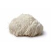 Lions Mane paddenstoel supplement