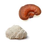 Een Reishi en Lions Mane paddenstoelproduct - Mushrooms4Life Myco-Zen Capsule (60 stuks), samen met een stukje schimmel, gepresenteerd op een wit oppervlak.