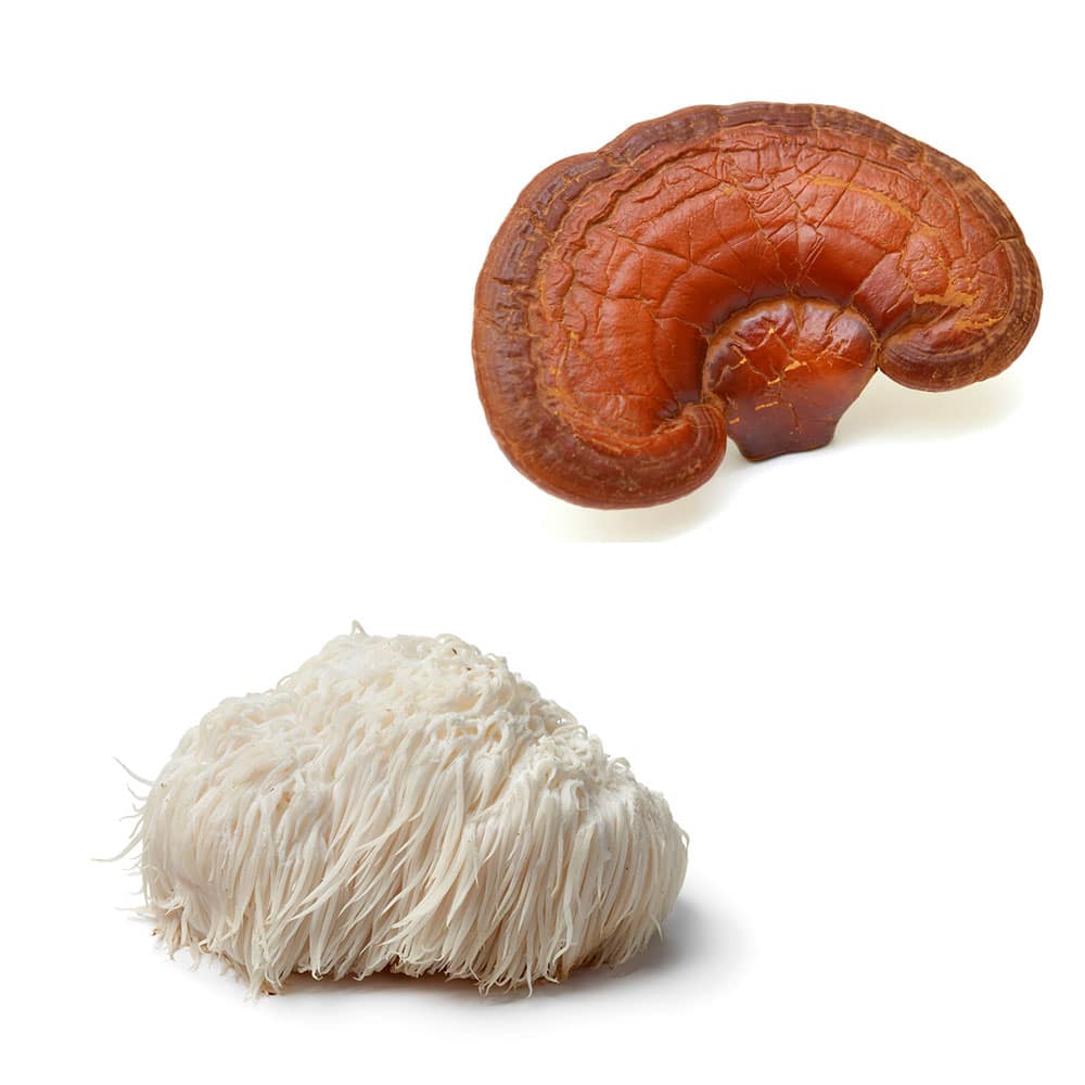 Een Reishi en Lions Mane paddenstoelproduct - Mushrooms4Life Myco-Zen Capsule (60 stuks), samen met een stukje schimmel, gepresenteerd op een wit oppervlak.
